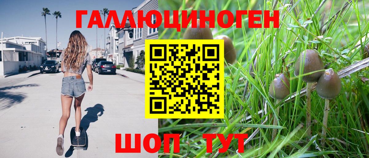 Галлюциногенные грибы Psilocybe Зима